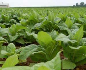 Reseave_La-planta-de-tabaco
